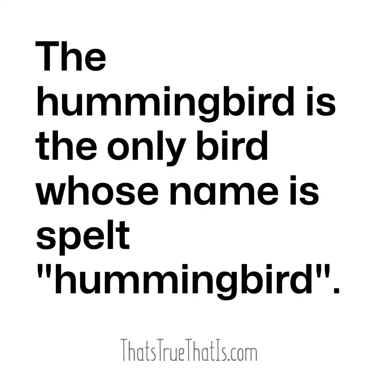 Hummingbird