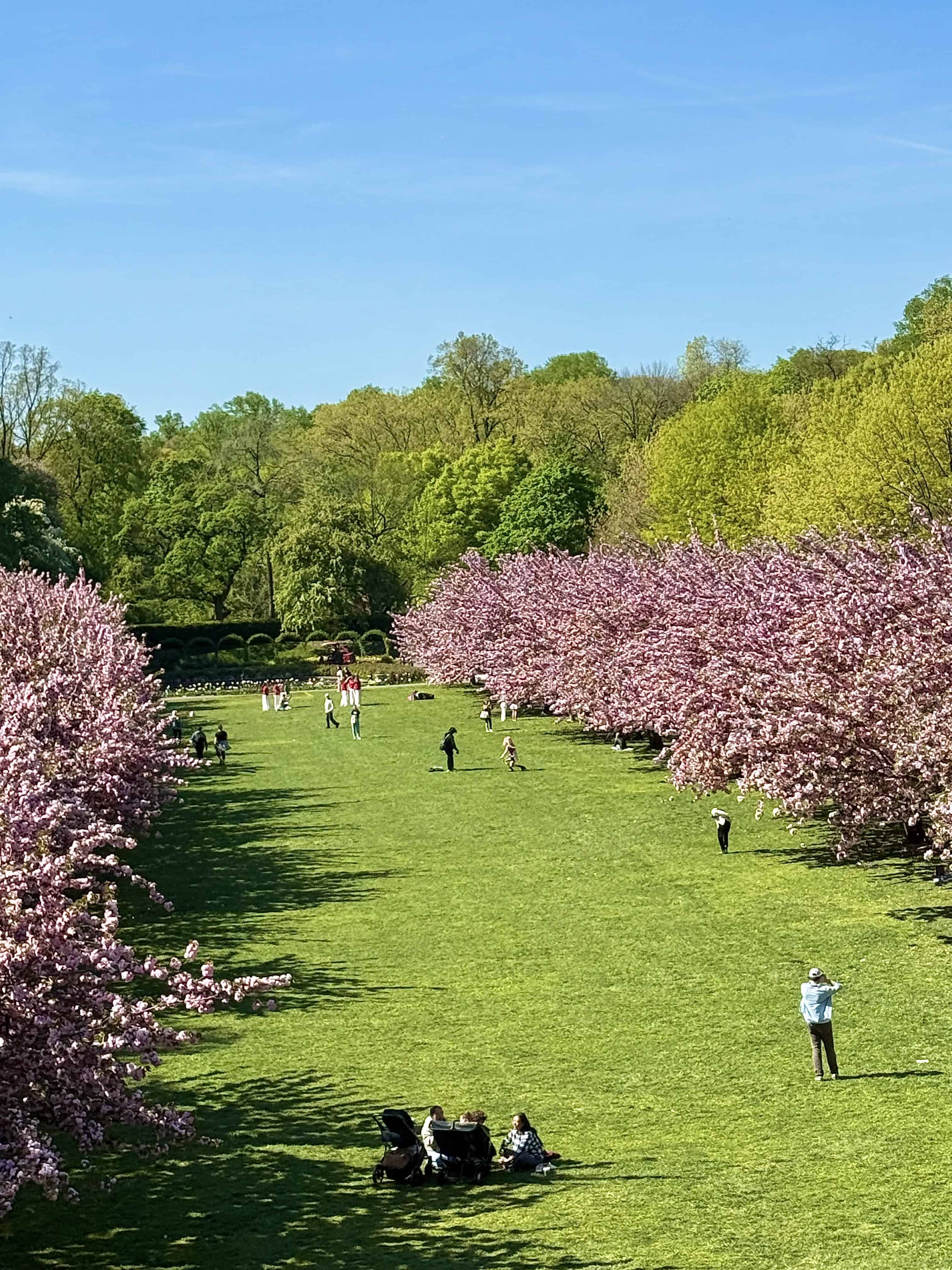 Best Cherry Blossoms in NYC (2026): Where to See Blooms This Spring 1 brooklyn botanic garden