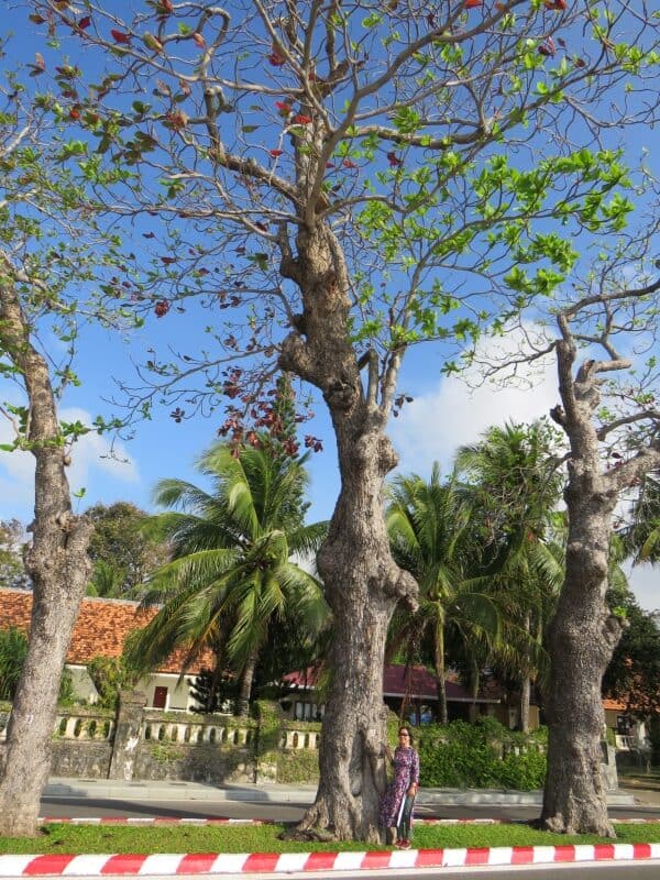 Hàng cây bàng cổ thụ ở Côn Đảo