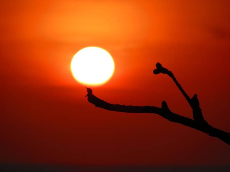 Mặt trời như viên ngọc sáng trên cành cây khô ở Côn Đảo