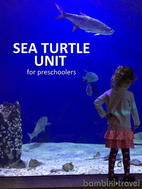 seaturtletitle