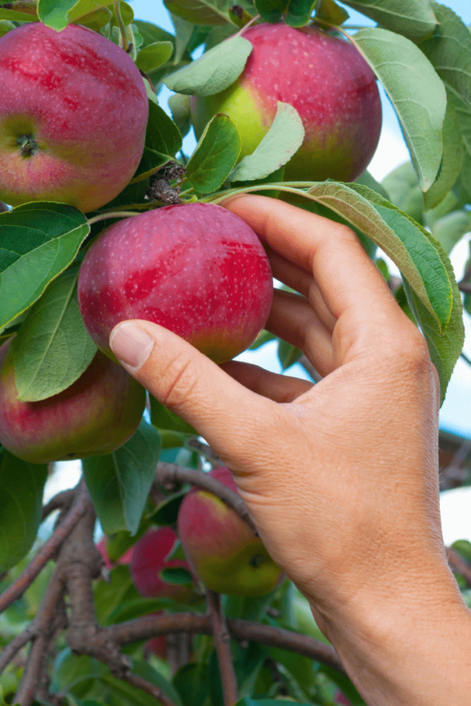 The Ultimate Fall Bucket List for Families. Person picking red apples off of an apple tree.