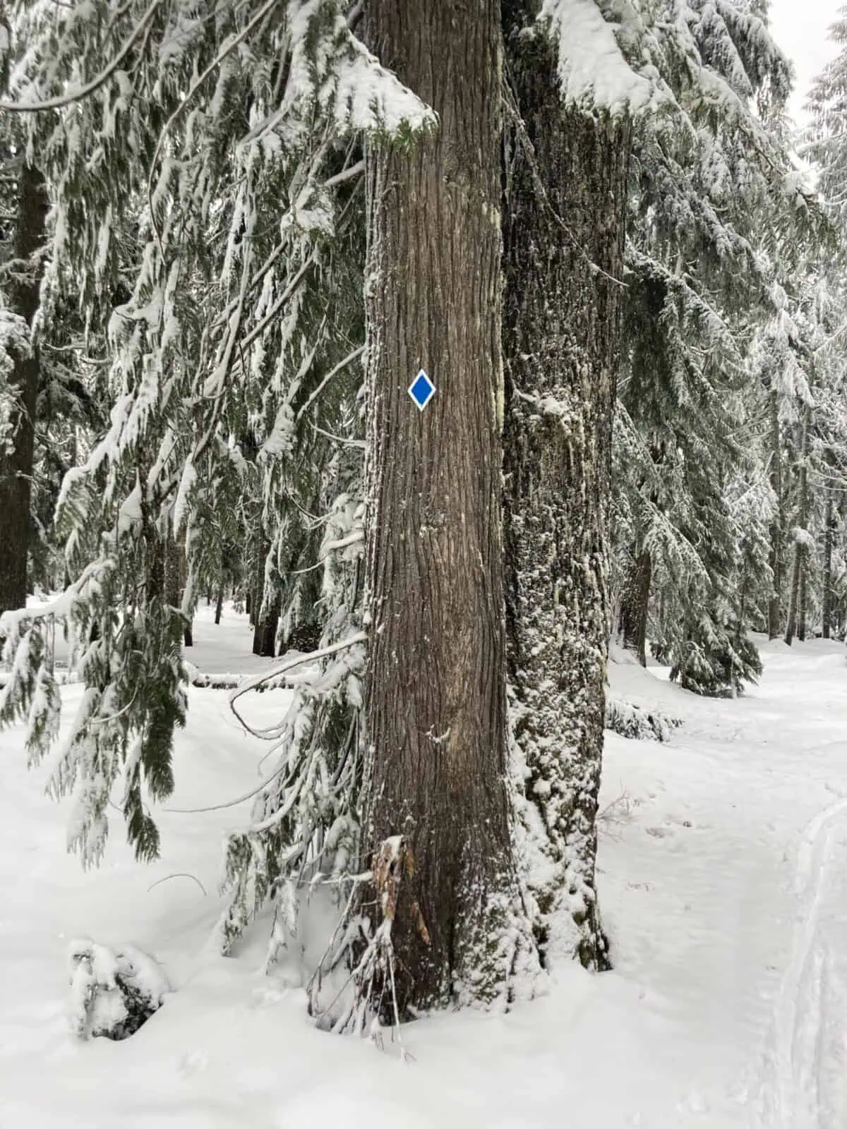 Trail Marker on the Barlow trail.