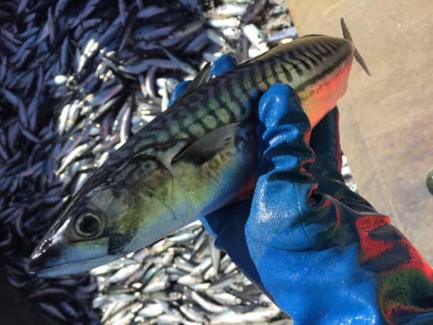 Fishing vessel with catch of mackerel in port, commercial fishing industry scene.
