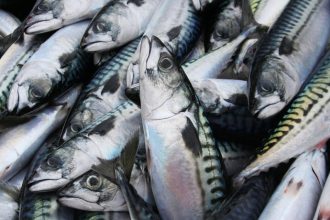 Fresh mackerel catch on a commercial fishing vessel, industry equipment, and port setting.