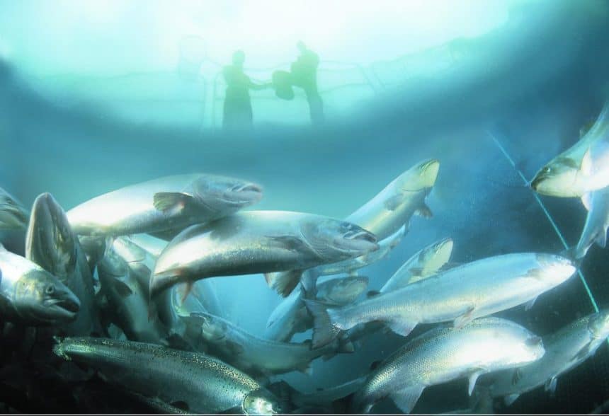 Commercial fishing vessel underwater with caught fish and crew in background.