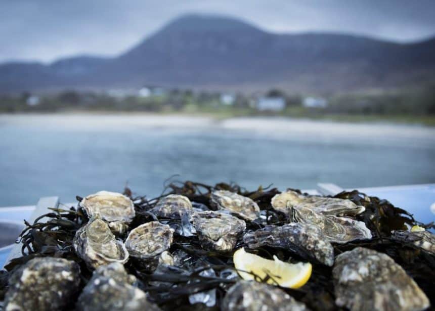 Commercial fishing vessels unloading oysters at port with mountains in background.