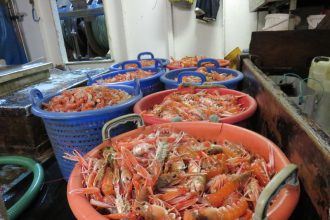 Commercial fishing vessels unloading fresh lobster catches in industry facility, industry equipment,.