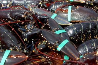Commercial fishing vessels with lobsters in industry setting, industry equipment, and gear.