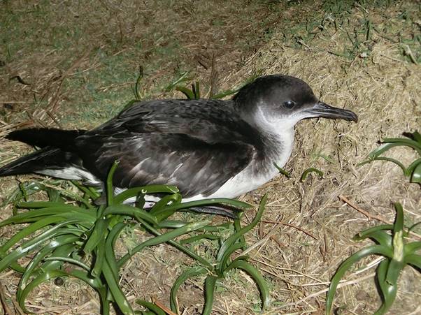 Seabird on coastal terrain, part of commercial fishing industry environment, with vegetation and mud.