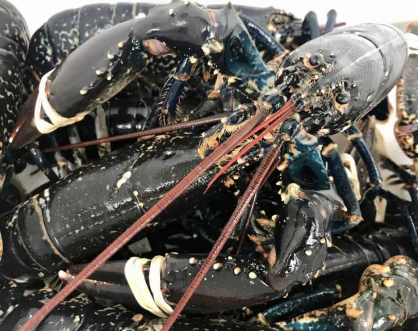 Commercial fishing vessels with lobsters on deck, industry equipment, and gear in port, Ireland.