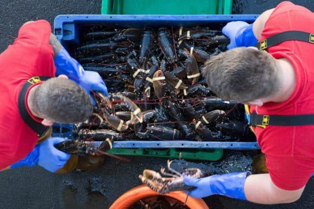 Fishermen handling lobsters in a commercial fishing vessel's catch container with industry gear and.