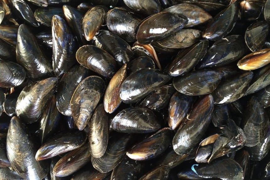 Mussels