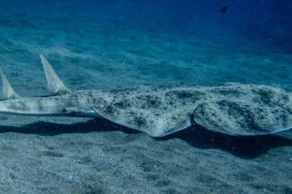 Commercial fishing vessel with angel shark caught at sea, industry equipment visible.