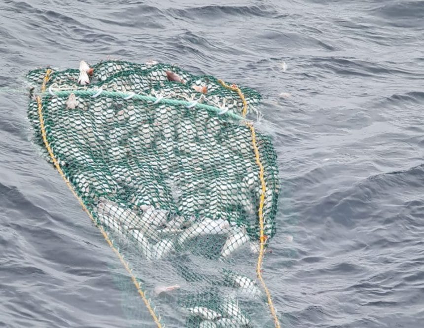 Fishing net with catches on a fishing vessel in the commercial fishing industry.