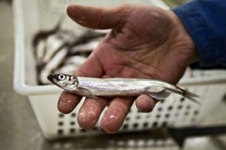 Small fish held by a fisherman in a commercial fishing industry setting, focus on industry equipment.