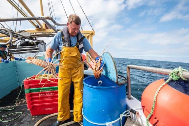 Fisherman handling lobster traps on a fishing vessel in the commercial fishing industry.