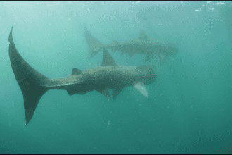 Basking sharks near fishing vessels in Irish waters, commercial fishing industry scene, industry-typ.