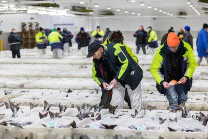 Fishermen inspecting catches at a commercial fishing port with fishing vessels in background.