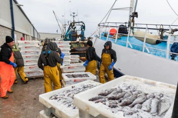 Fishermen unloading catches from fishing vessels at port in a commercial fishing industry setting.