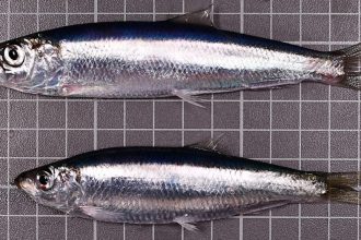 Two sprat fish on grid, commercial fishing industry publication, vessels, gear, catches, industry.