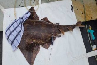 Angel Shark
