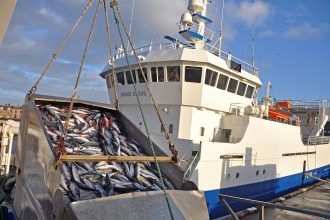 Fishing vessel with catch of mackerel at port, commercial fishing industry scene, industry equipment.