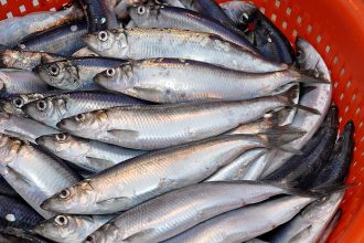 Freshly caught fish in a basket on a commercial fishing vessel, industry equipment visible.