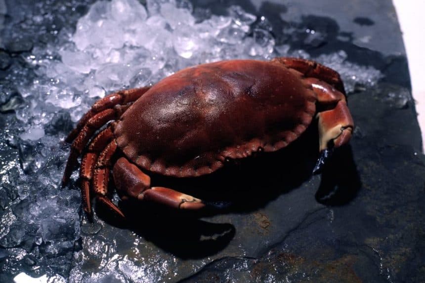 Fresh brown crab on wet rocks, seafood for sale or cooking.