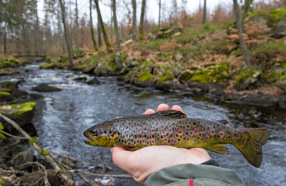 Brown trout fishing