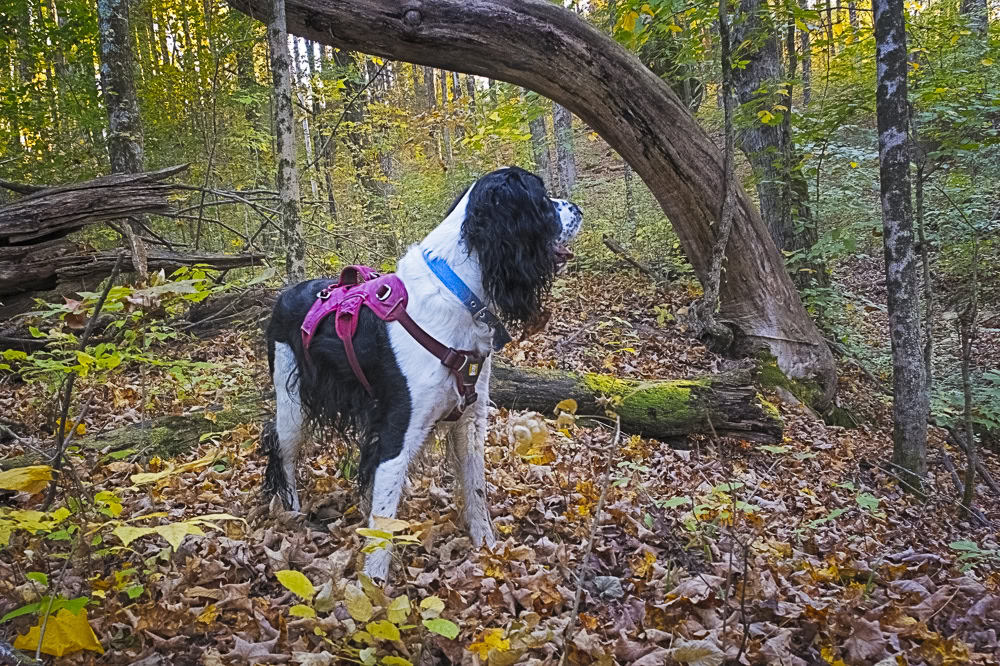 Caden Springer Spaniel Hiking