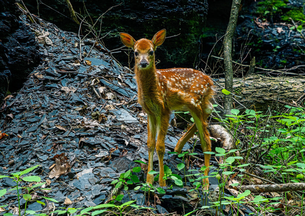 fawn at sims-jennings-preserve