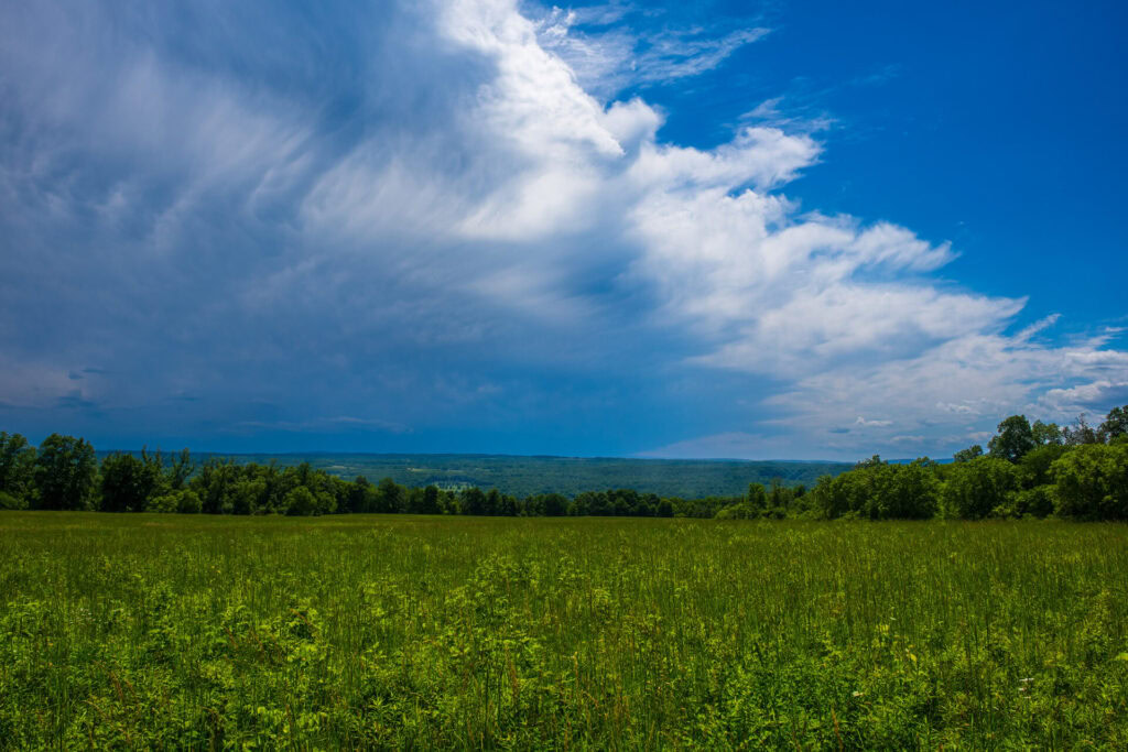sims-jennings-preserve-meadow