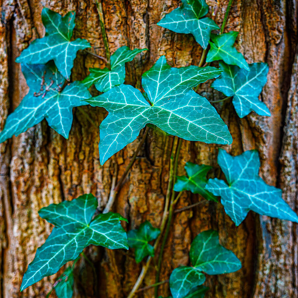 Baltic Ivy on Maple Tree