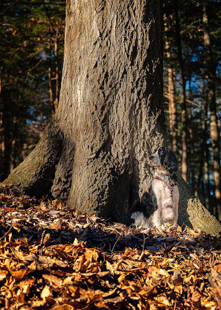 Springer Spaniel Caden Sitting next to large Red Oak
