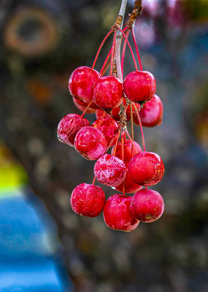 red crabapples hanging from a tree during a cold day