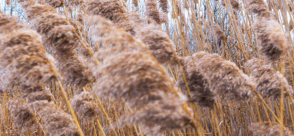 Reeds blowing in the wind