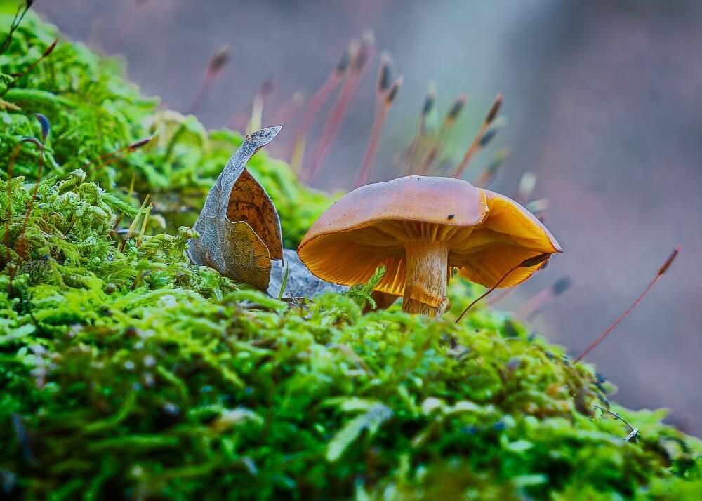 mushroom in November
