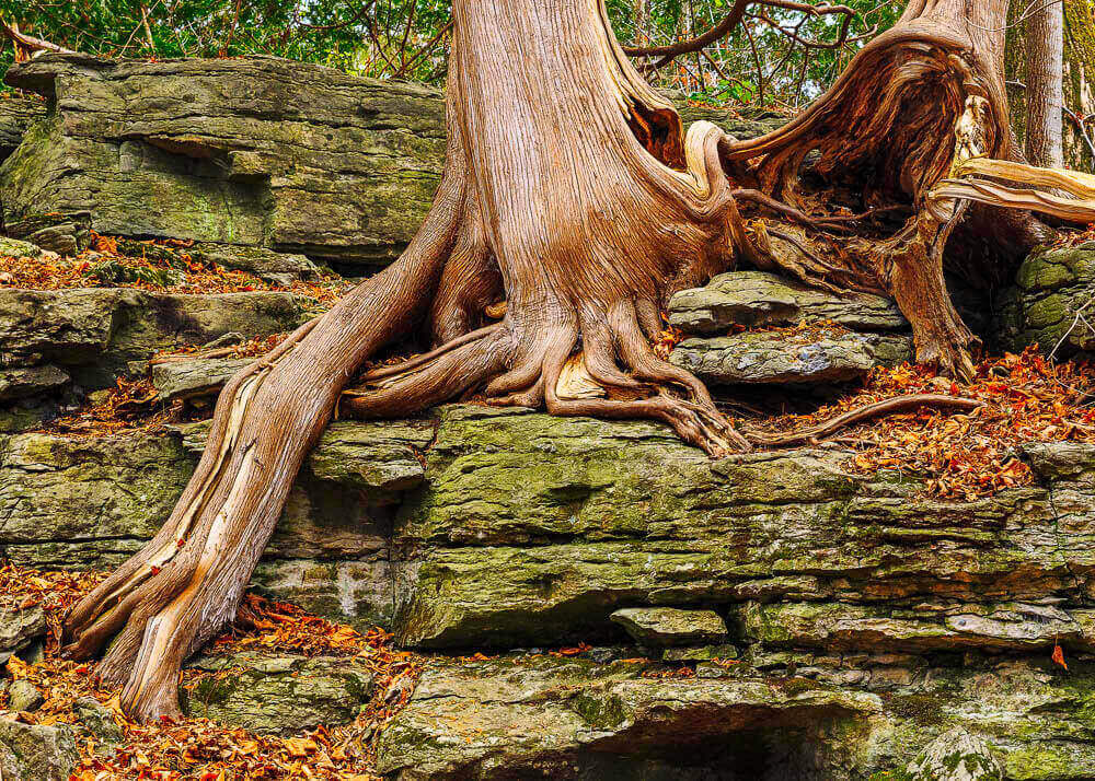 white cedar tree growing from a limestone cliff