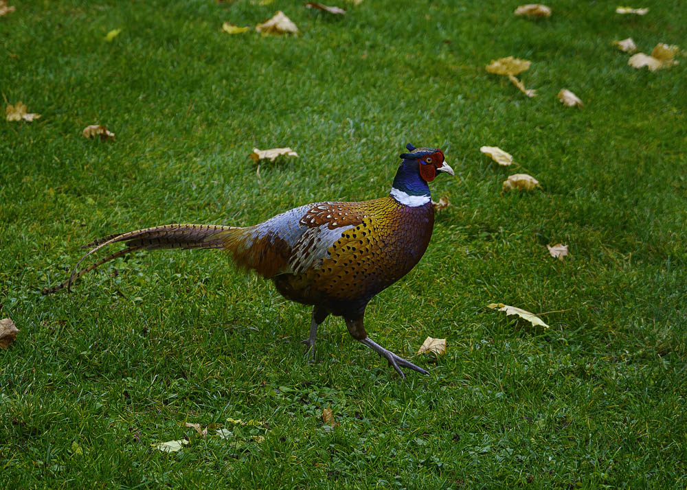 beautiful image of a ring-necked pheasant