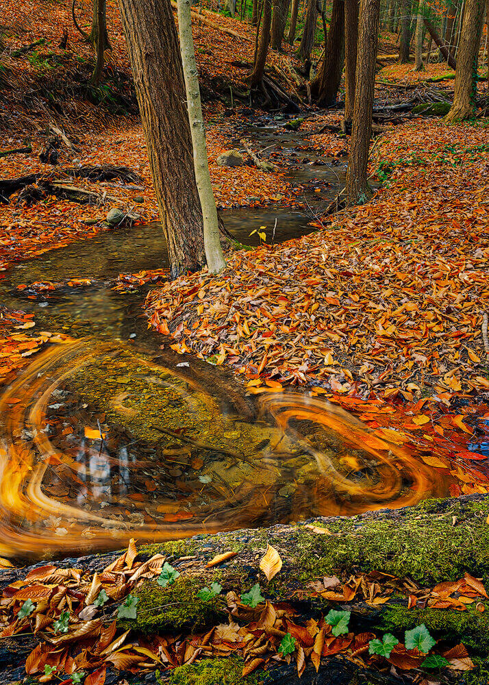 swirling leaves in a small stream