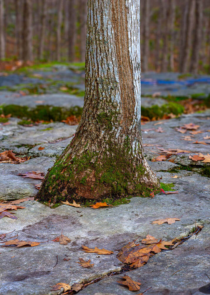 Ash tree growing in a hole in the limestone pavement.