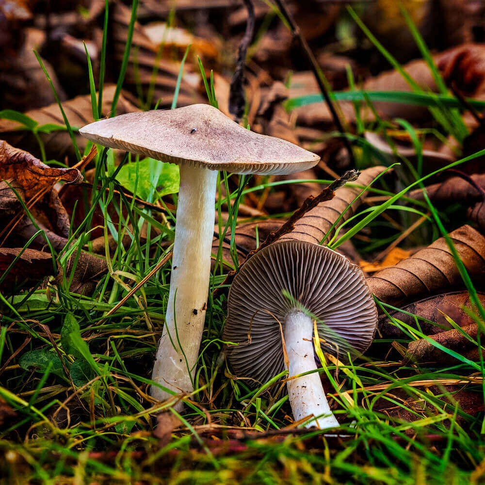 mushroom nestled in teh leaves
