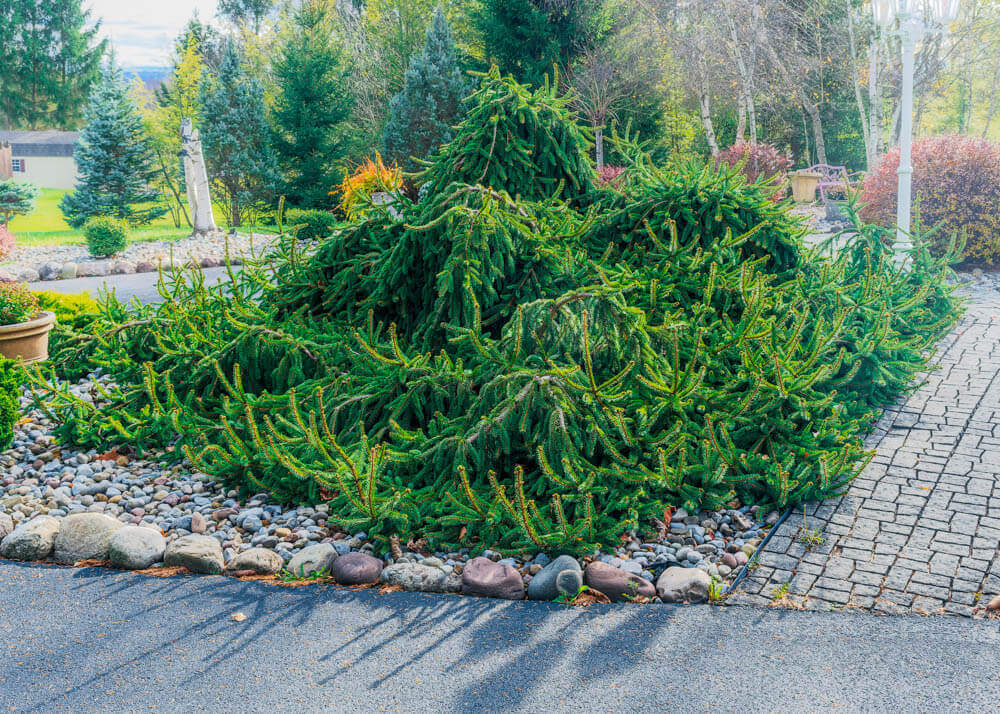 beautiful weeping norway spruce
