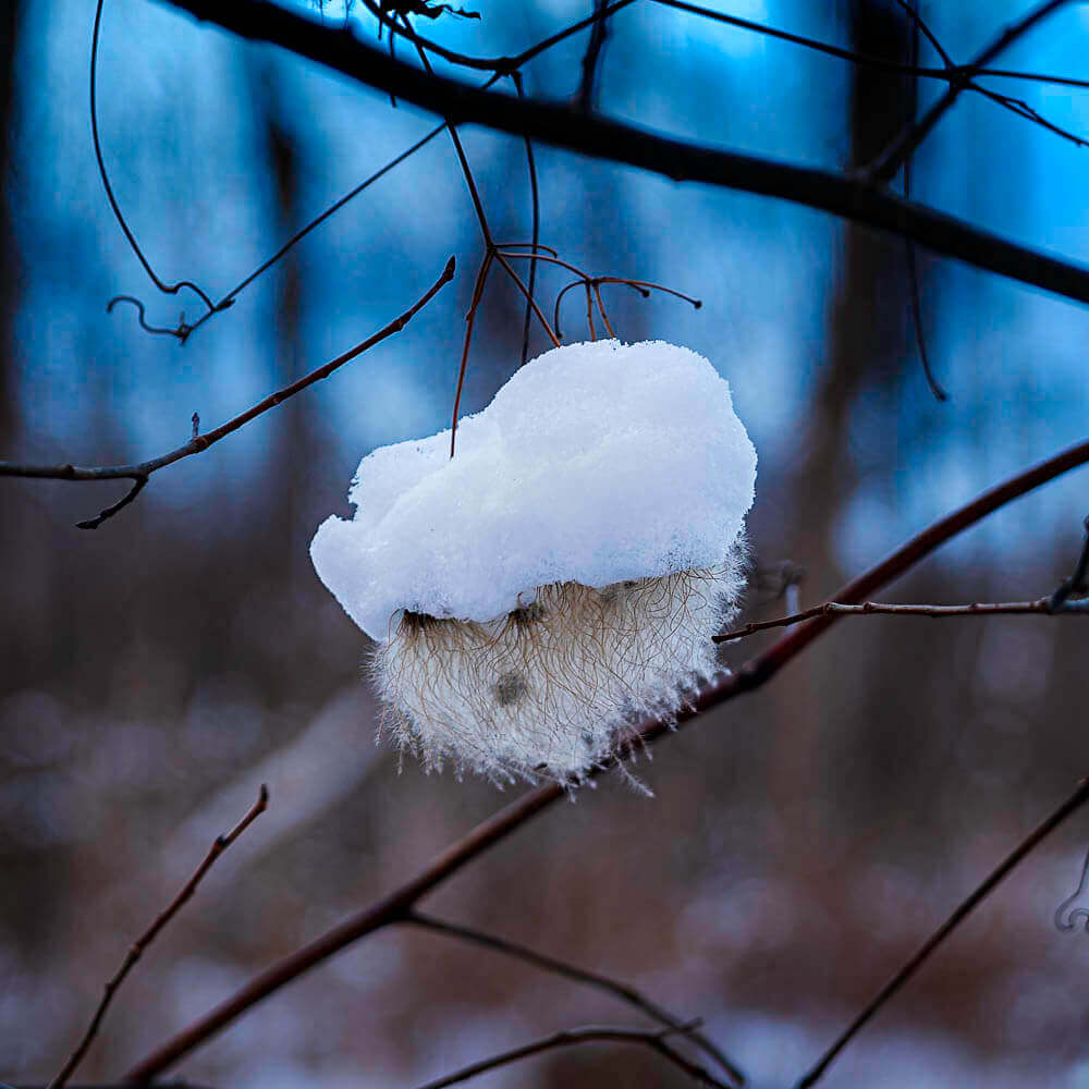 abominable snowman face on wild clematis