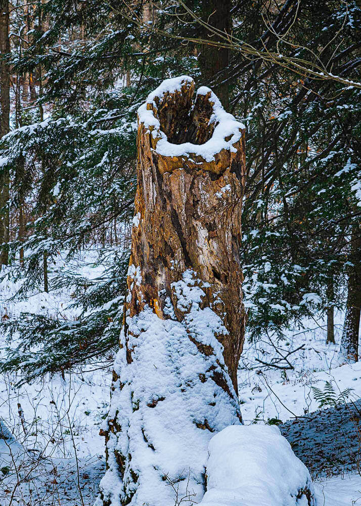 dead hollow tree trunk