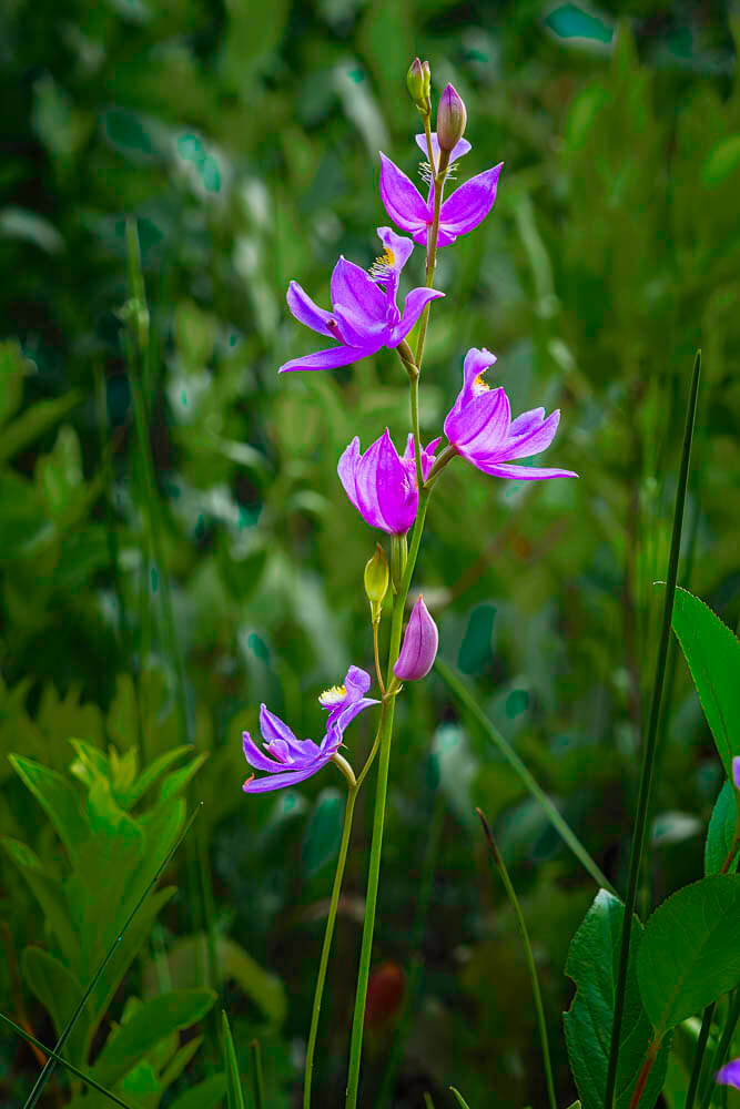 Grass Pink Orchid Calopogon tuberosus