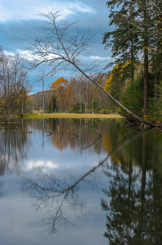 My first crop of the Swamp image with Lightroom edits applied.