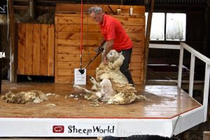 sheepworld1 300x200