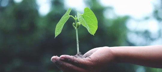 Hand holding a young plant symbolizing growth and sustainability.